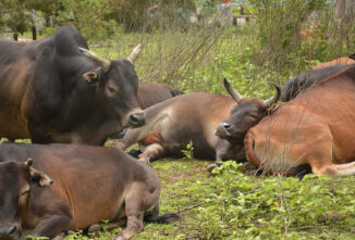 Animal Friendships and Their Importance for the Herd